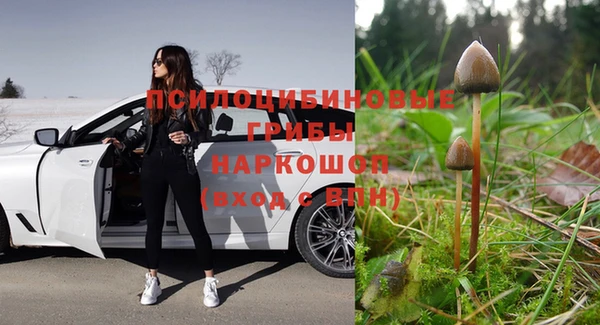 трава Магас